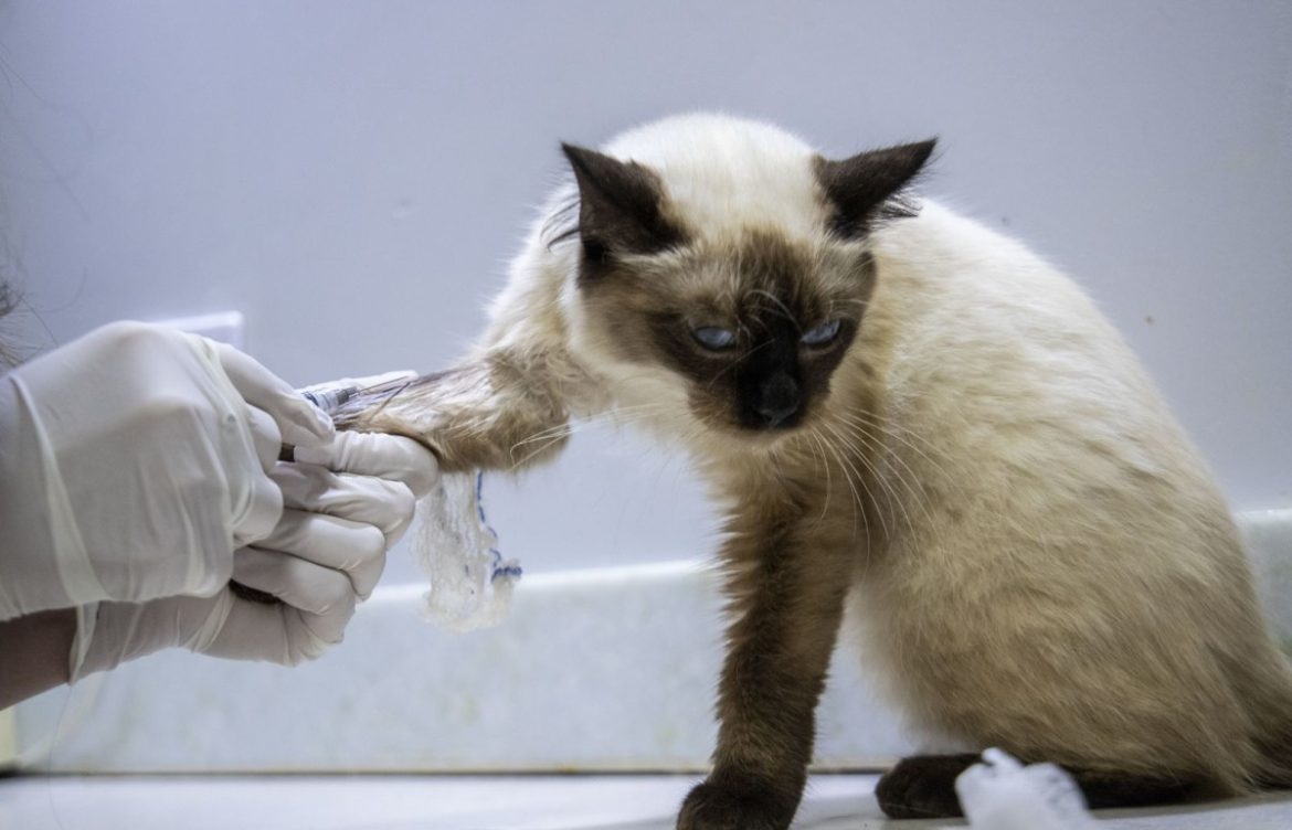 Porto Velho abre primeira clínica pública de bem-estar animal de Rondônia