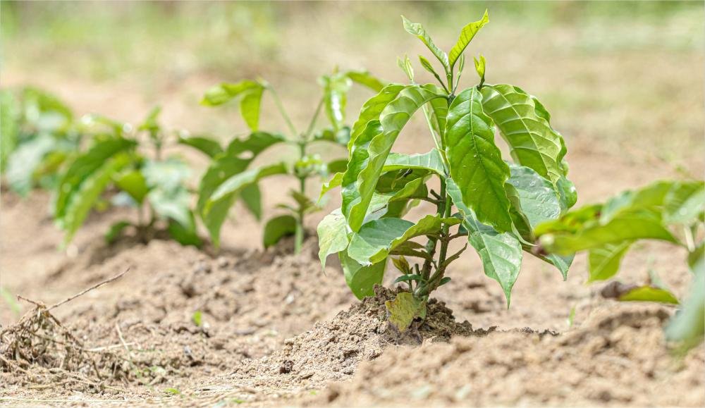 Alex Redano pede mudas de café e calcário para Primavera de Rondônia