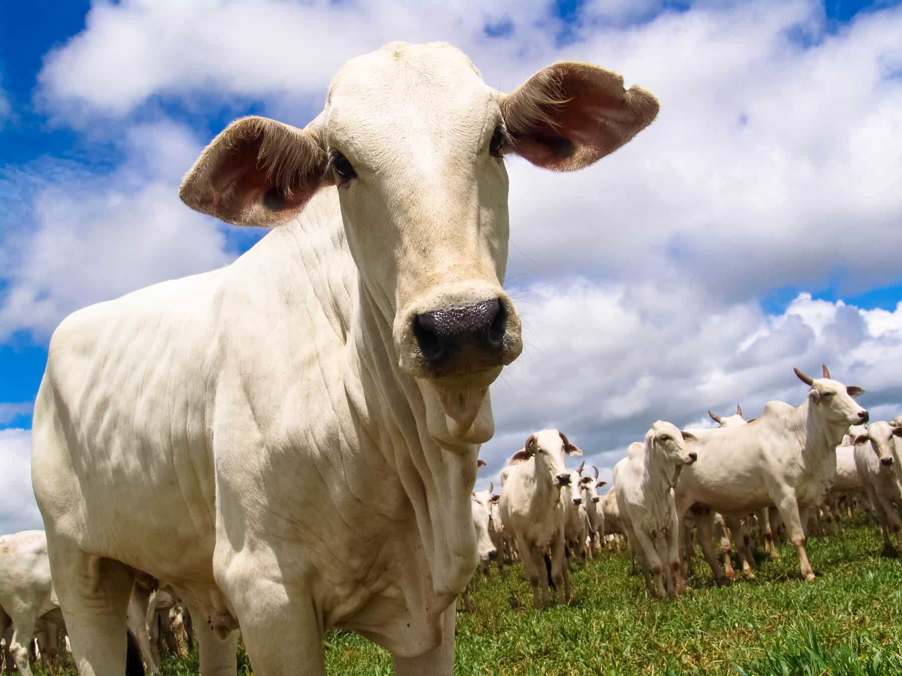 Criação de gado nelore Foto: Divulgação