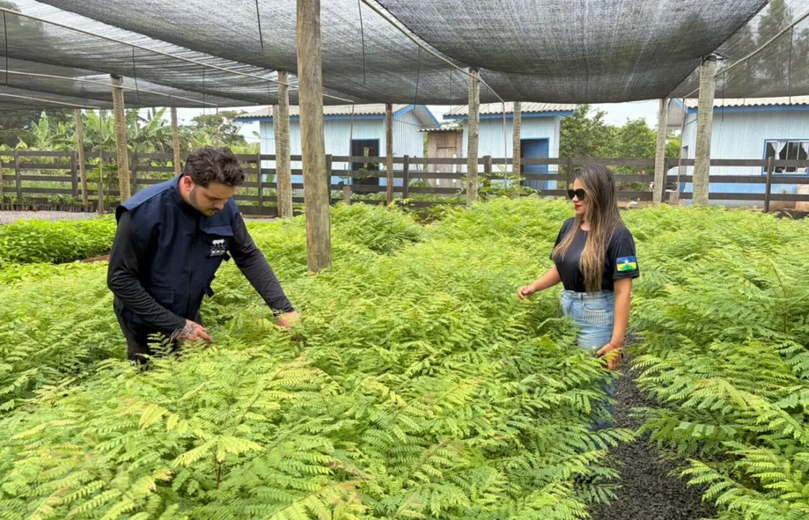 Governo de RO vistoria viveiros e reforça produção de mudas nativas